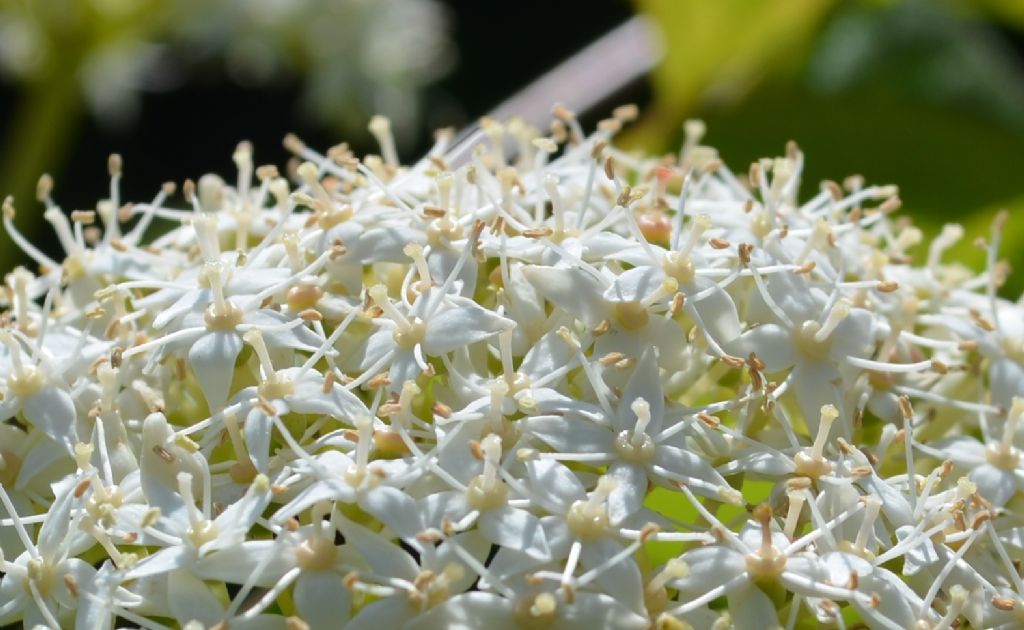 Roncola bassa (BG) :  Cornus sanguinea